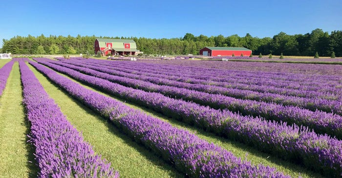 Rows of lavender plants with a red barn at the horizon line
