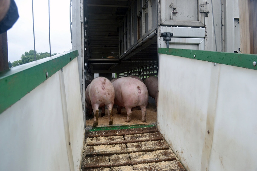 Loading market hogs onto a semi trailer Loading market hogs onto a semi trailer