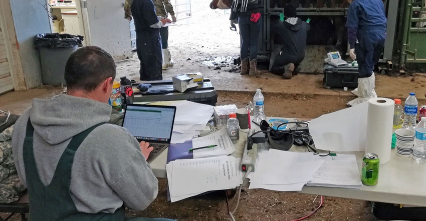 raig Calkins enters data from cattle at the Laramie Research and Extension Center