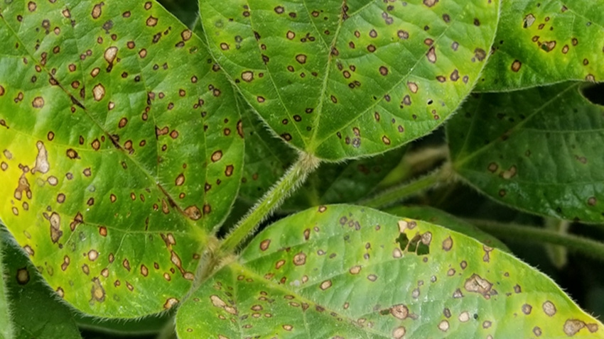 Frogeye leaf spot in soybeans