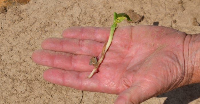 corn seedling lying in palm of hand