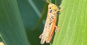 Grasshoppers on leaf of plant