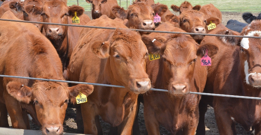 feedlot of red cattle