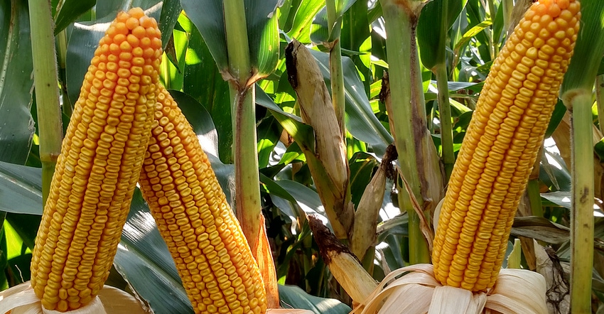 ripened ears of corn on the stalks