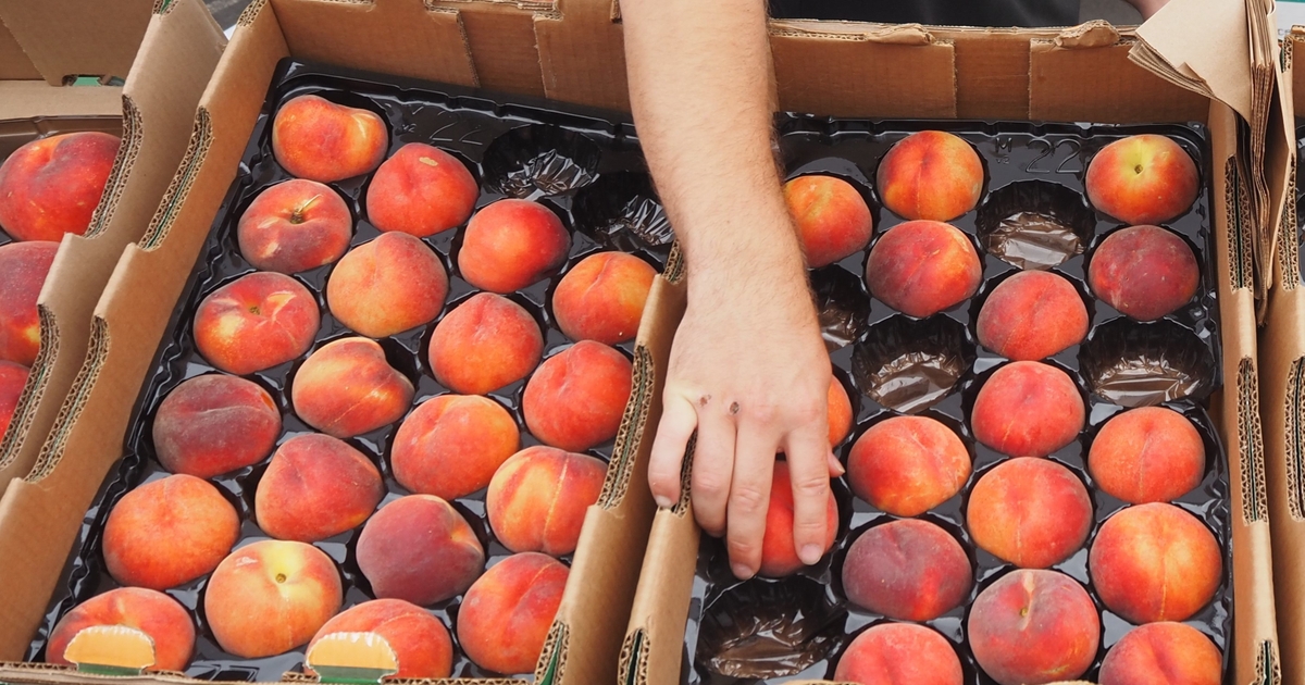 Peach crop to exceed last year’s production