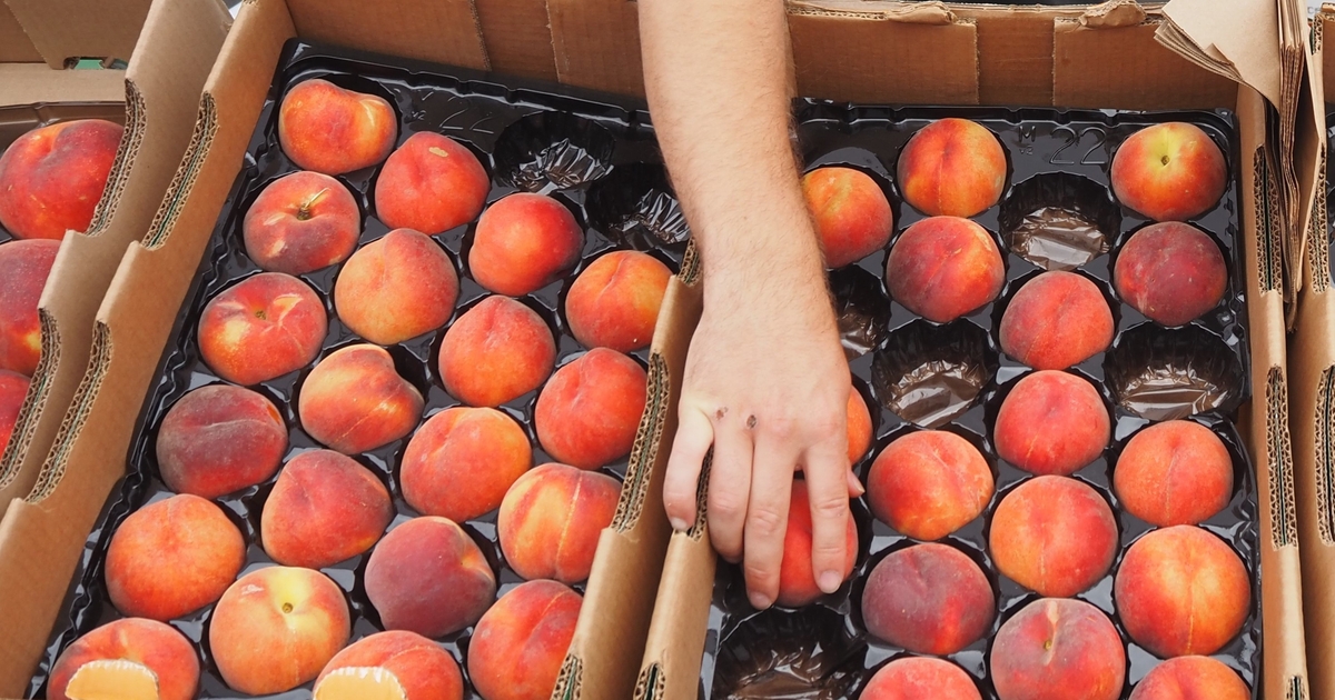 Nc Peach Crop 2025 Brandon Rutherford