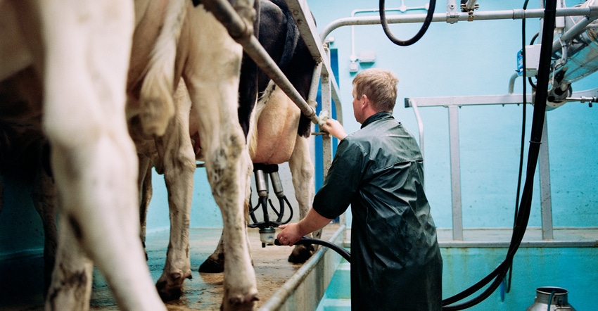 Worker milking cows in milking parlor