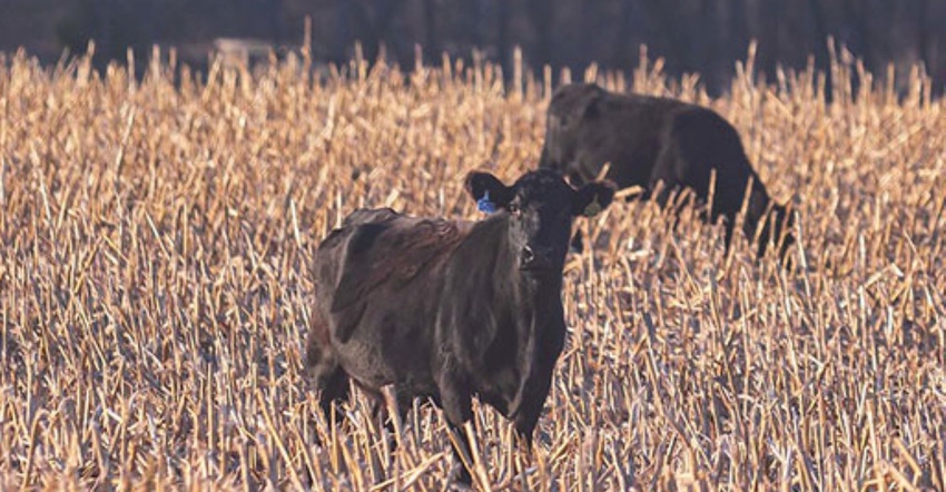 Beef cattle in field