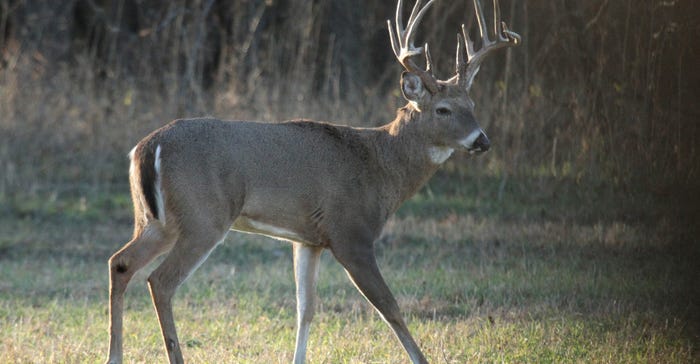 large buck in Elk county