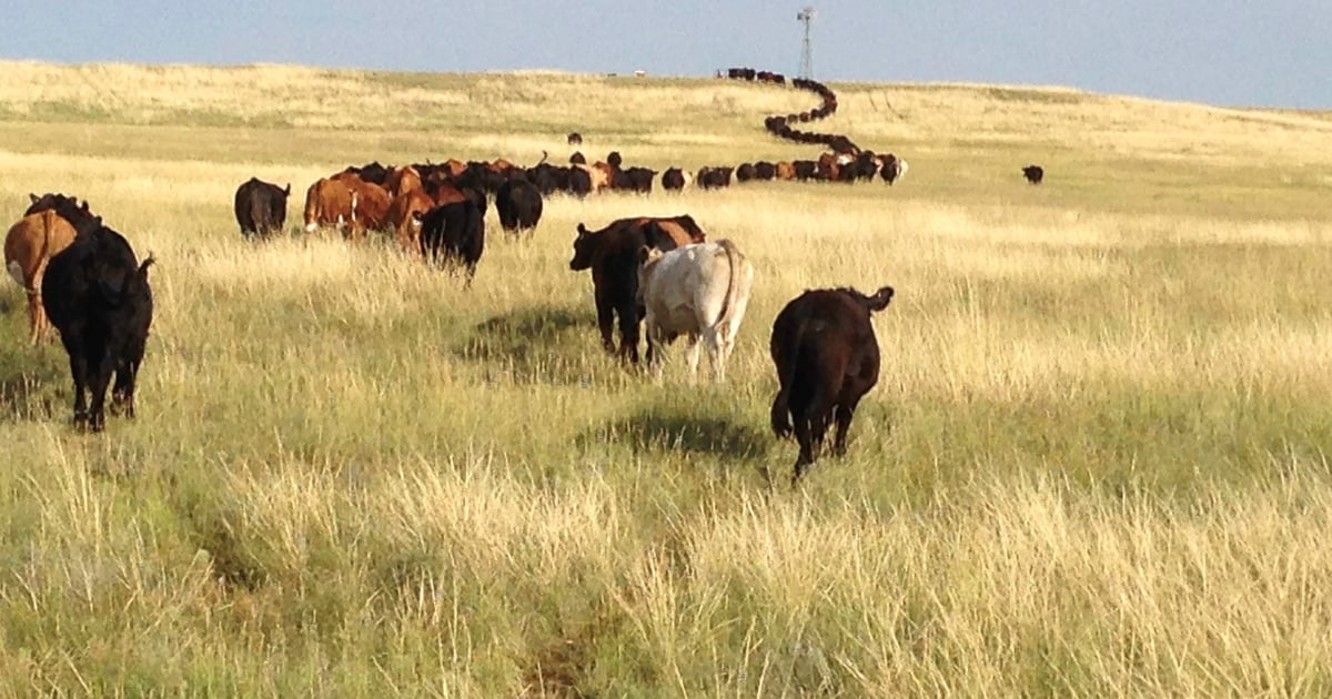 Build drought resiliency for your cattle herd