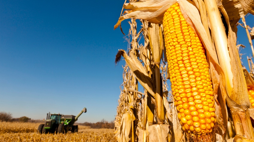 Ear of corn with grain cart in background during corn harvest