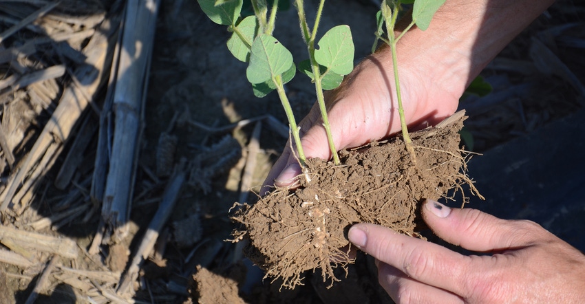 three young soybean plants in one clump of soil