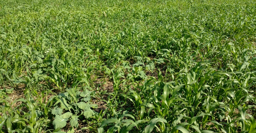Image of a cover crop field