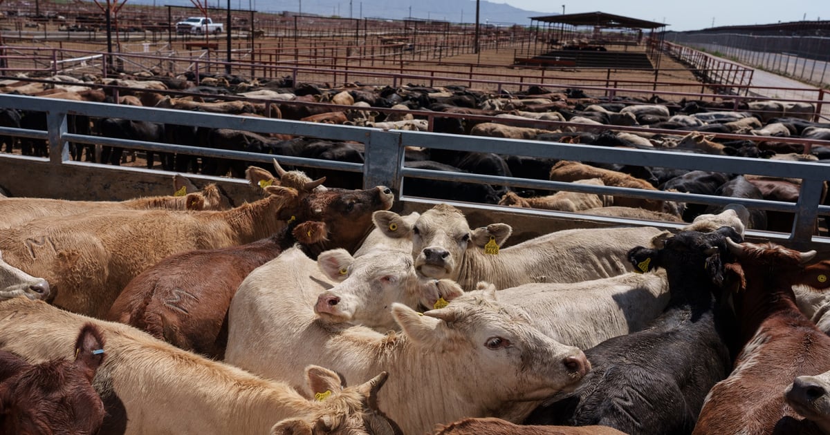 U.S. ranchers finally moving to increase cattle supplies, JBS says