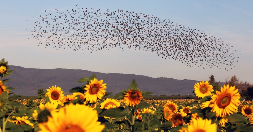 Sunflowers in field and birds in sky