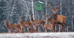 Deer gather in a snow covered field with a hunting blind in the nearby tree line
