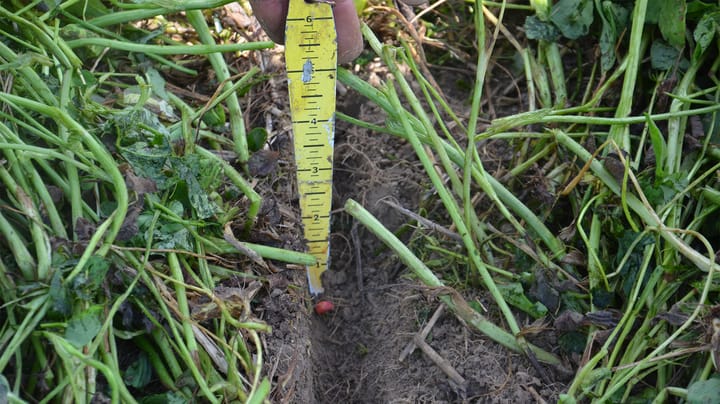 Avoid the ‘green bridge’ from cover crops to corn