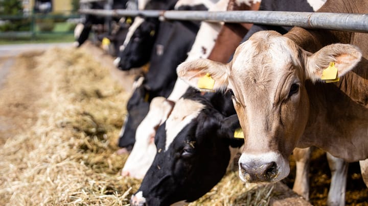 Upcoming MSU dairy events explore high-oleic soybeans and more