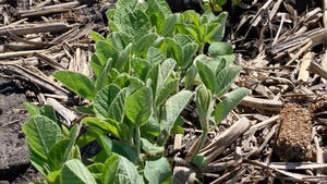 young soybean plants growing in crop residue