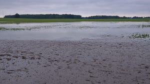 Panoramic view of flooded cornfield