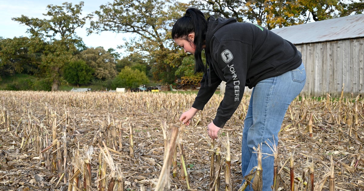 Soil tests guide P and K fertilizer decisions