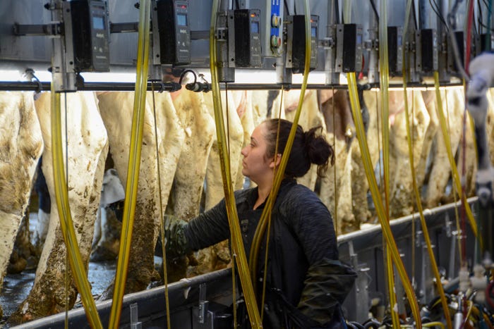 Woman milking a row of cows while bright lights illuminate the cows' udders