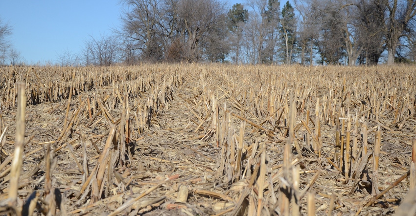 corn residue in a field