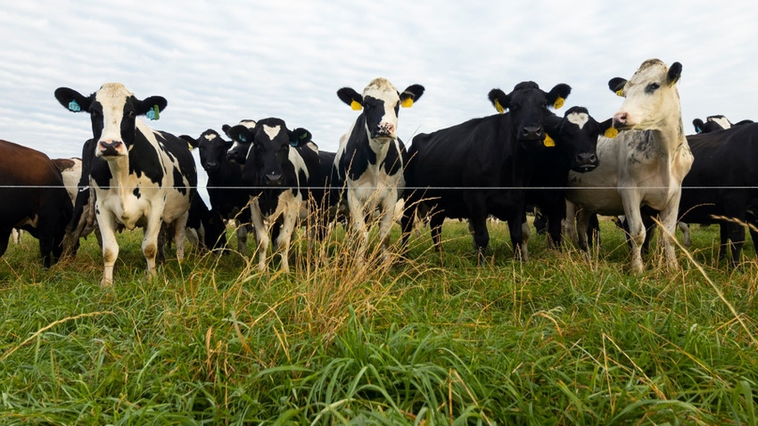 Holstein dairy cows lined up in a pasture