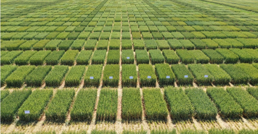 extension-wheat-trials-20.jpg