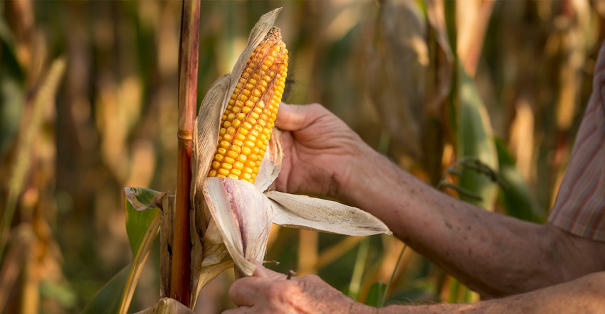farmer hands inspect ear of corn