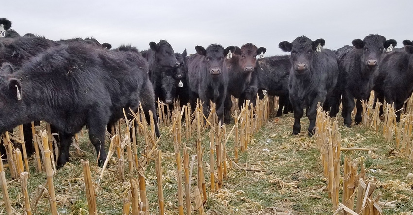 Cattle in field with cover crops
