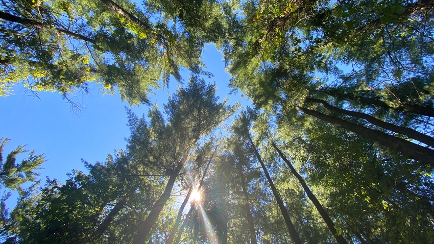 Forest canopy with sun peaking through