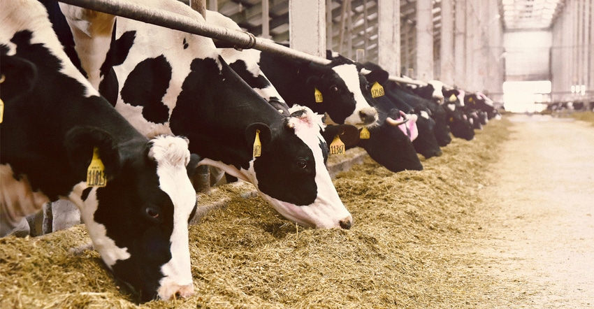 Dairy cows grazing in a barn