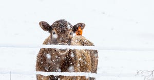 todd-johnson-osu-cattle-snow.jpg