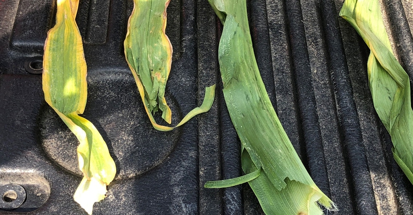 corn leaves under drought stress showing signs of nitrogen and potassium deficiencies