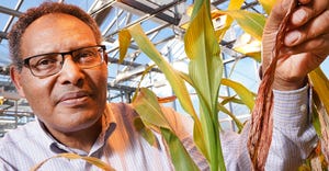 Tesfaye Mengiste, professor of botany and plant pathology at Purdue University, looks at sorghum infected with anthracnose. M