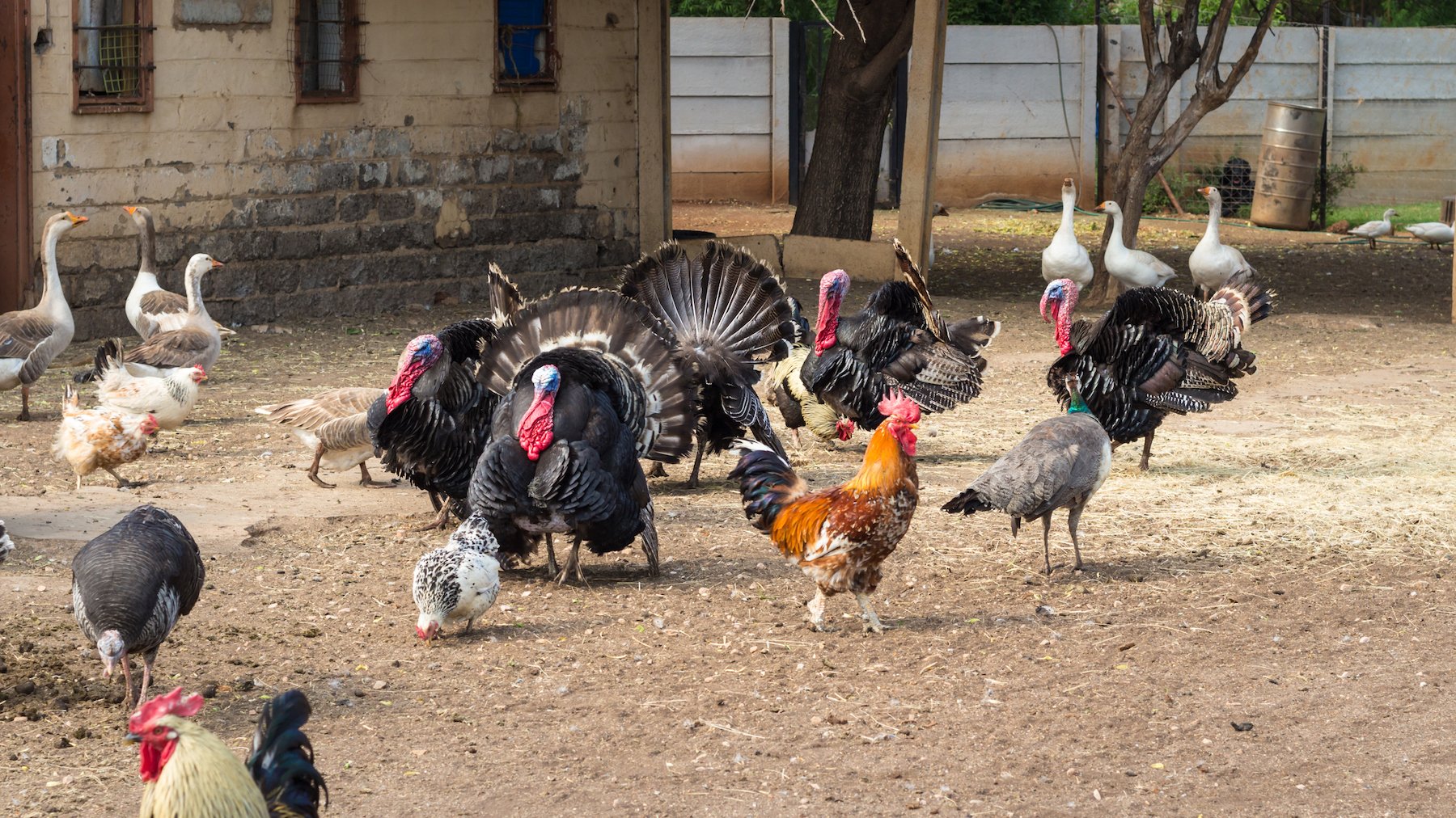 US and India resolve poultry dispute - Vimarsana News