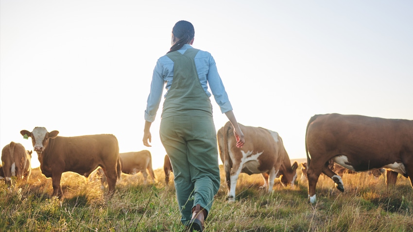 Woman walking through a field with a cattle grazing