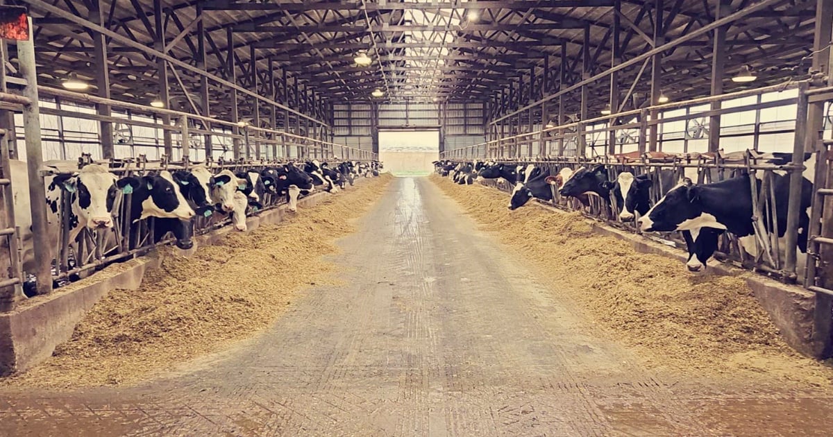 Keep transition cows healthy: Strategies to manage milk fever
