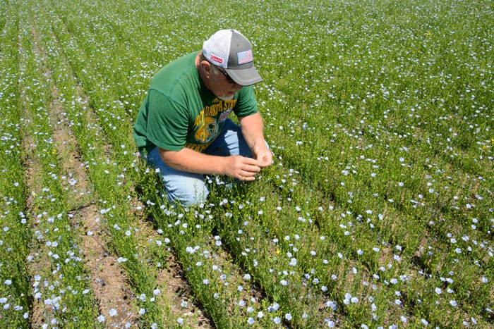 Greg Busch examining flax and chickpeas in a crop field