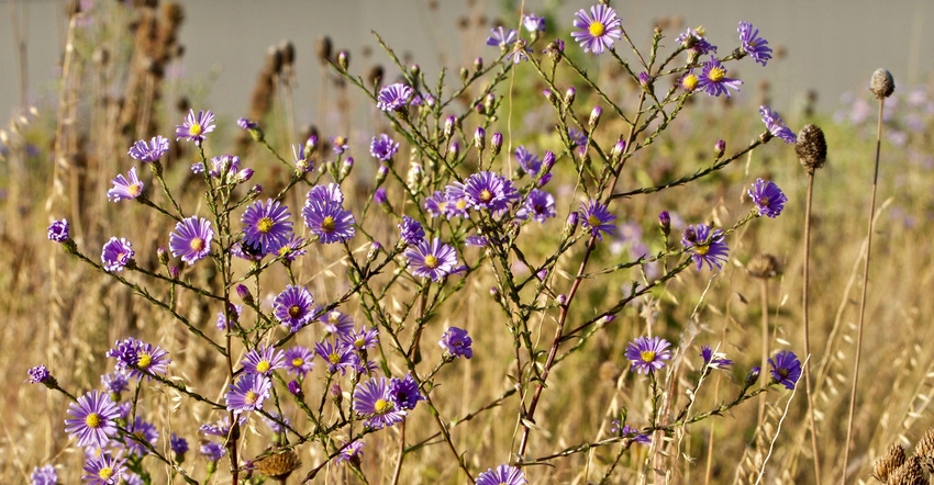 purple prairie flowers