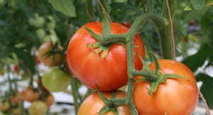 brad-haire-farm-press-tomato-12-a.jpg