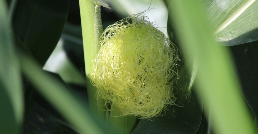 corn silks on ear growing on stalk