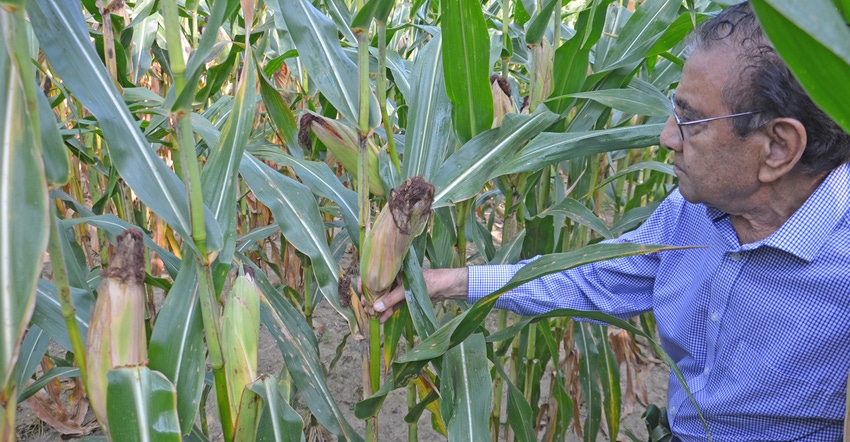 Dave Nanda looks at a normal ear of corn