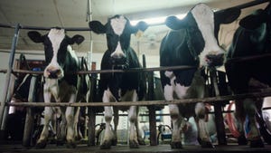 Dairy cows standing in row behind railing in milking barn