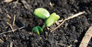 young soybean plant sprouting out of ground