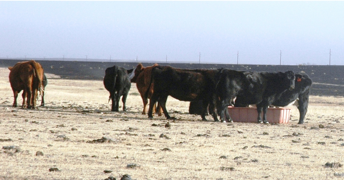 Immediate care needed for cattle harmed by wildfires