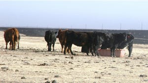cattle, Texas Panhandle wildfires