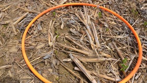 An orange hula hoop lying in sprouting soybean plants in cornstalk stubble