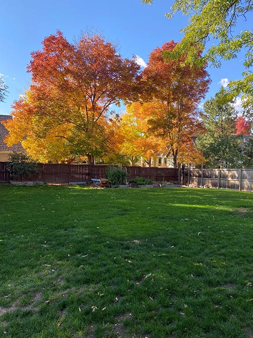 Yard with fall trees